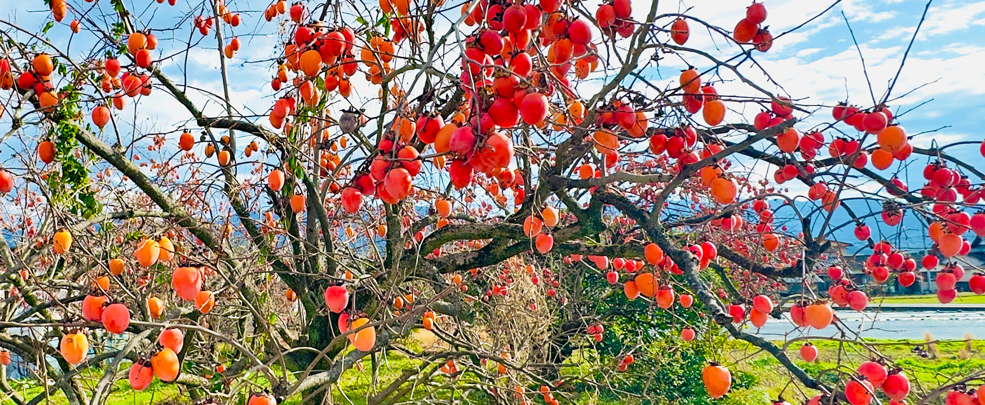 Persimmon in Japan